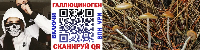 Галлюциногенные грибы Psilocybine cubensis  Купить  Заринск 